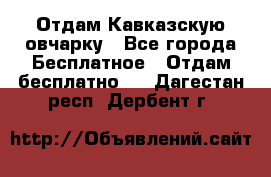 Отдам Кавказскую овчарку - Все города Бесплатное » Отдам бесплатно   . Дагестан респ.,Дербент г.